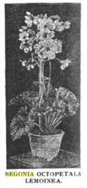 B. ‘Octopetala Lemoine’